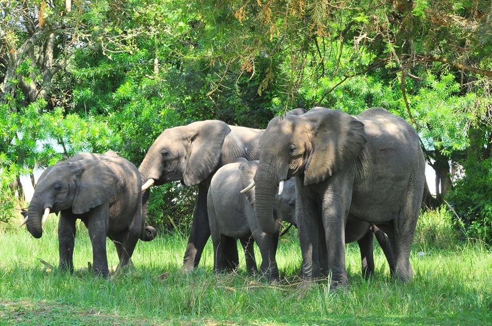 elephants
